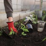 Nachhaltiges Dungermittel fur Garten und Land 150x150 - Nachhaltiges Düngermittel für Garten und Land